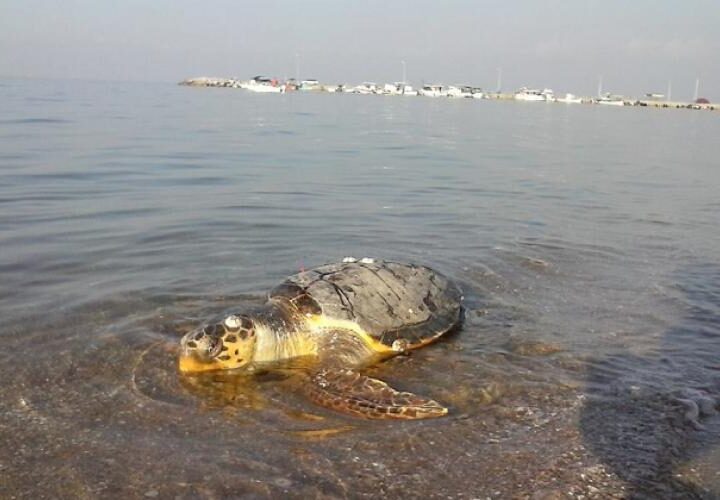 Νεκρές θαλάσσιες χελώνες σε Αγία Τριάδα και Ν. Επιβάτες