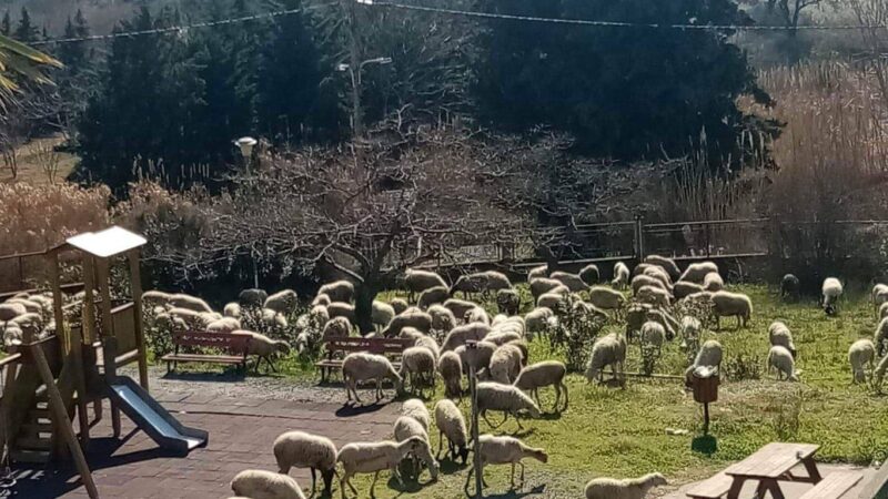 Εικόνα για γέλια και για κλάματα από την παιδική χαρά της Κερασιάς