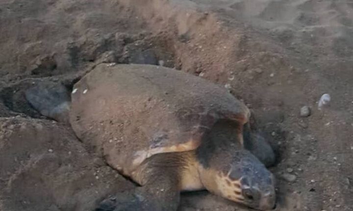Νεκρή θαλάσσια χελώνα στην Επανομή