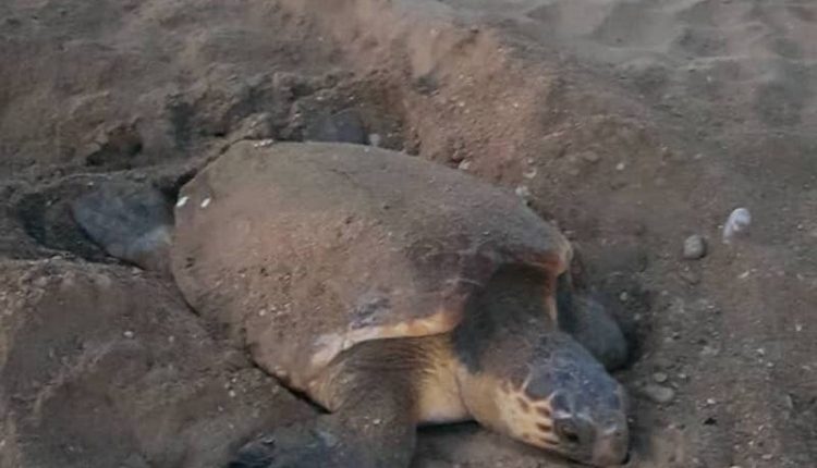 Νεκρή θαλάσσια χελώνα στην Επανομή