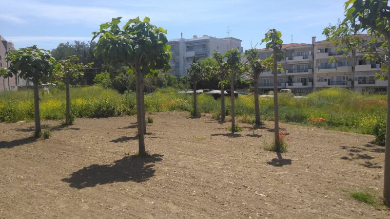Ομορφη εικόνα με τα “δεντράκια του βιετνάμ” στη Περαία!