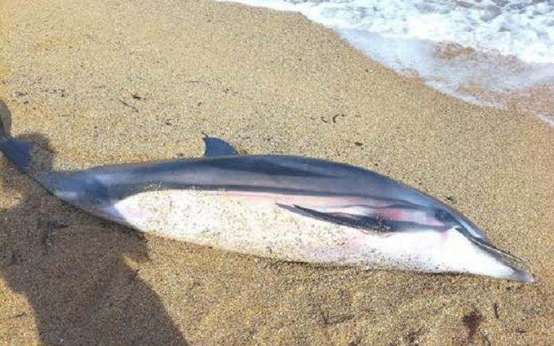 Νεκρό δελφίνι στη θέση Ακρα Επανομής