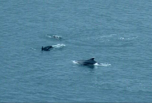 Παρέα με τον “Κωνσταντή” τα δελφίνια του Θερμαϊκού! (ΒΙΝΤΕΟ)