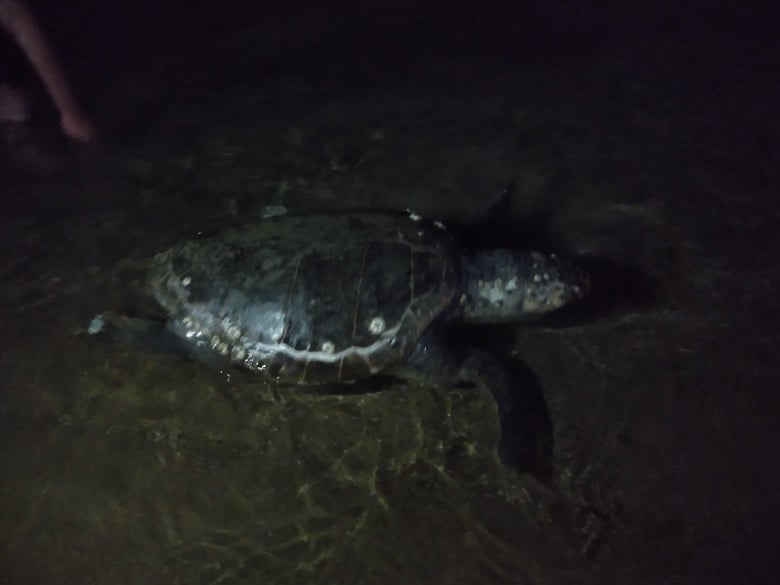 Ταλαιπωρημένη θαλάσσια χελώνα… (αποκλειστικές ΦΩΤΟ)