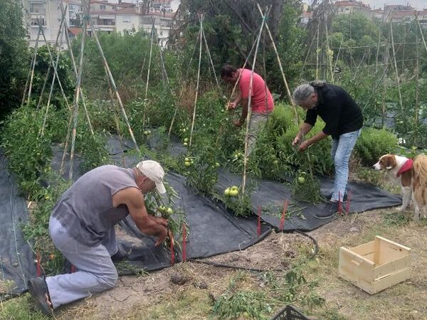 Η πρώτη συγκομιδή του Μάρδα υπέρ του Παιδικού Χωριού SOS