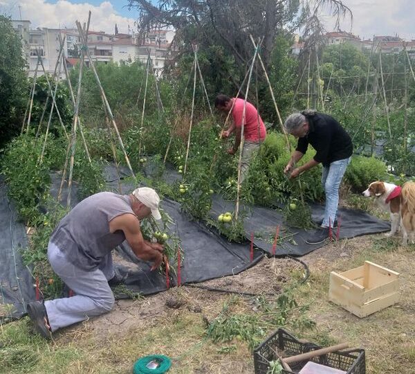 Η πρώτη συγκομιδή του Μάρδα υπέρ του Παιδικού Χωριού SOS