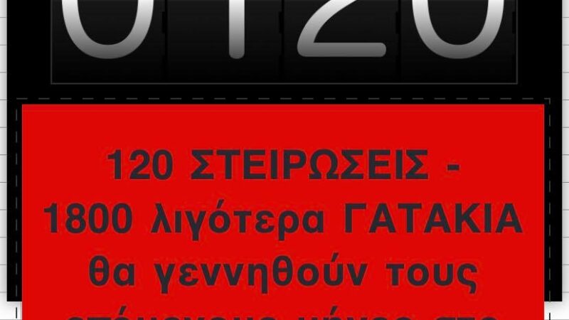Σείριος: 120 στειρώσεις, 1800 γατάκια λιγότερα στον Δήμο Θερμαϊκού