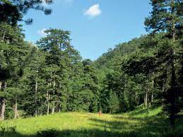 Παράταση διέλευσης από δάση και πάρκα εώς τις 3 Σεπτεμβρίου