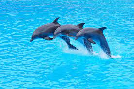 Υπέροχο βίντεο με δελφίνια να κολυμπούν στις θάλασσές μας!!! (ΒΙΝΤΕΟ)