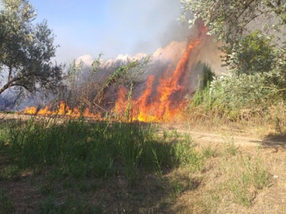 Πυρκαγιά στο Μεσημέρι έκαψε ελιές