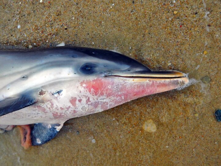 Ξεβράστηκε νεκρό δελφίνι στην Τούμπα Μεσημερίου
