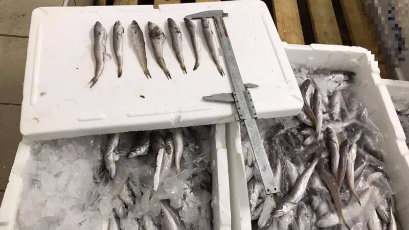 Ιχθυόσκαλα: Κατασχέθηκαν μπακαλιάροι