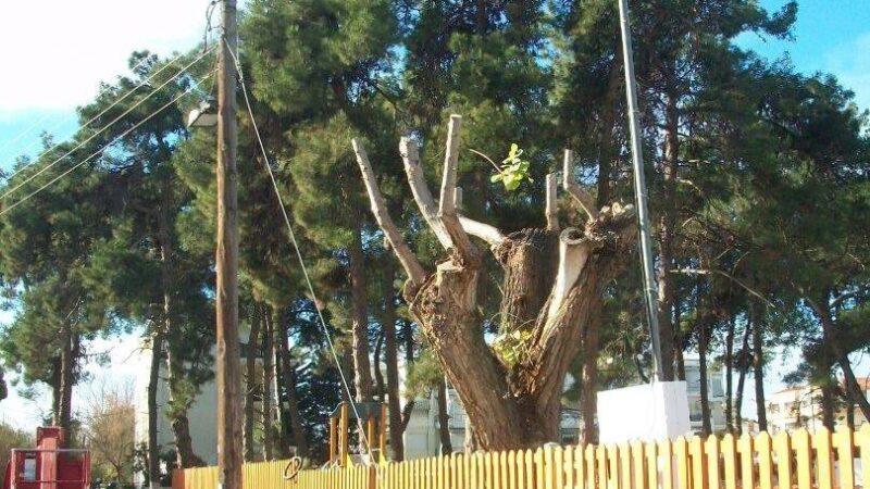 Ενδιαφέρει: Εγκύκλιος για το κλάδεμα των δέντρων