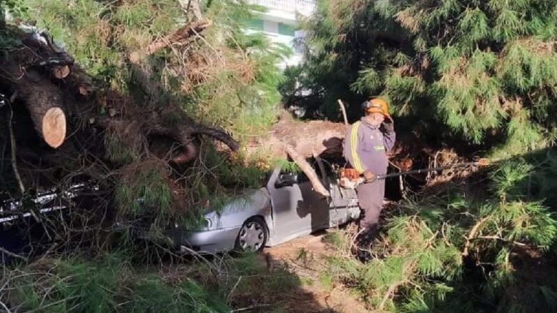 Επεσαν δέντρα πάνω σε αυτοκίνητο στην Αγία Τριάδα