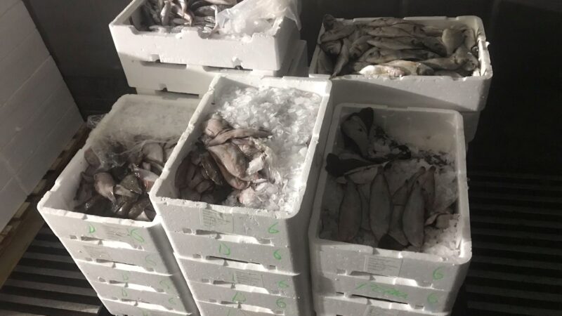 Ιχθυόσκαλα: Κατασχέθηκαν κιβώτια με γλώσσες, τσιπούρες, σαργούς και μπακαλιάρους