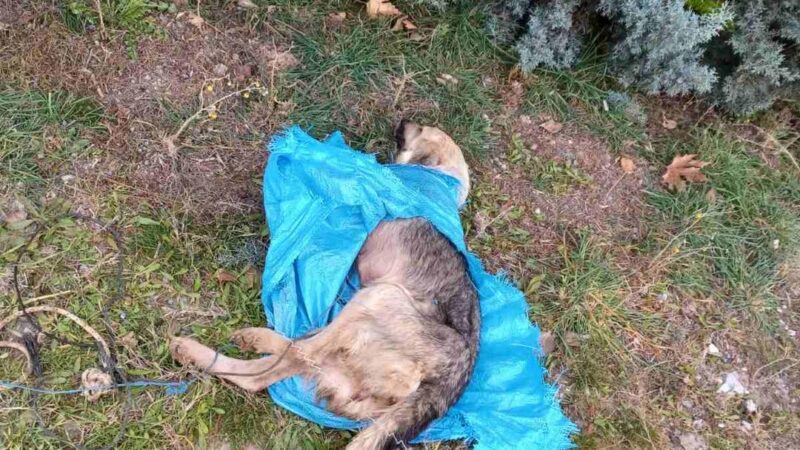 Θηριωδία στην Περαία: Δέσανε, φιμώσανε και τσουβαλιάσανε σκύλο…