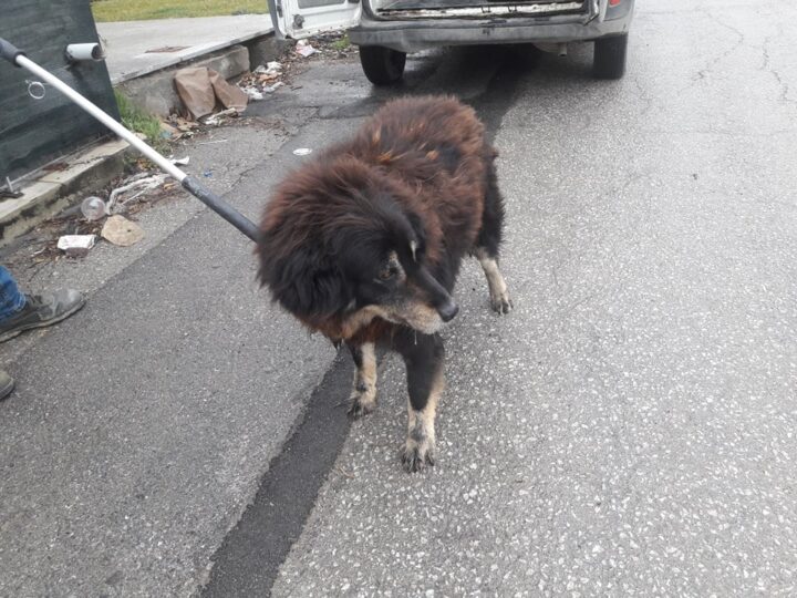 Απομακρύνθηκε σκυλί από την πλατεία της Μηχανιώνας- Αμεση παρέμβαση ΣΥΠΠΑΖΑΘ