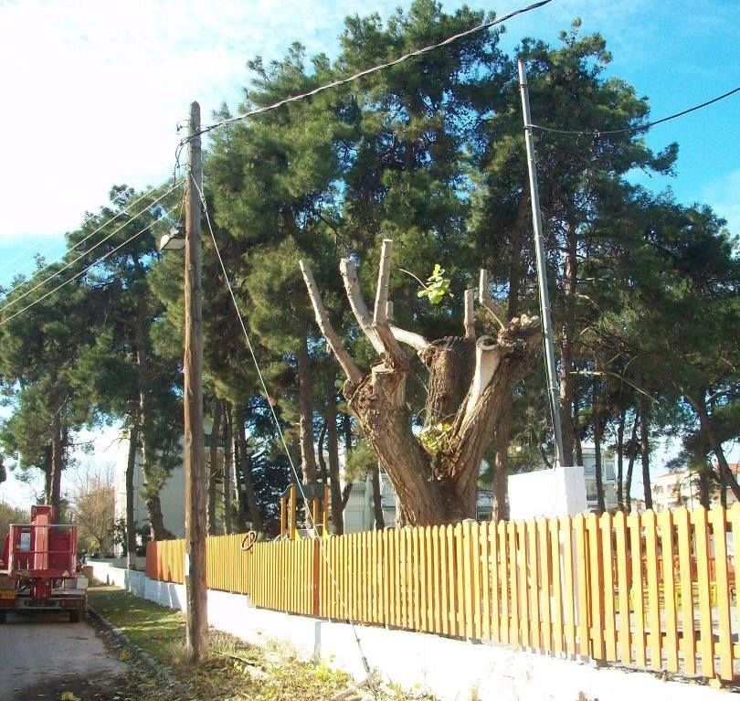 Ενημέρωση ΔΕΔΔΗΕ για κλαδιά που ακουμπούν σε καλώδια της ΔΕΗ