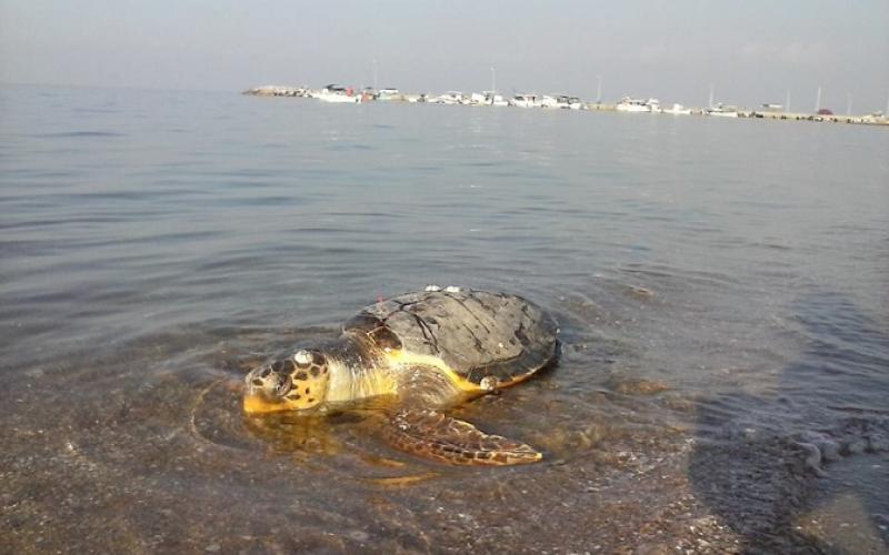 Νεκρή θαλάσσια χελώνα στην Περαία