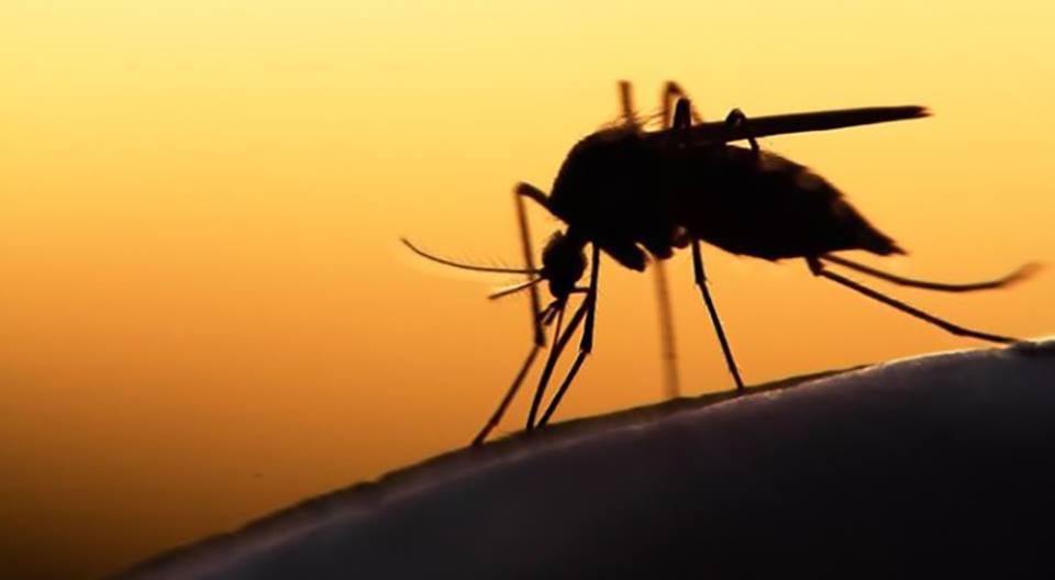 Αρχισαν οι ψεκασμοί για τα κουνούπια (ΒΙΝΤΕΟ)