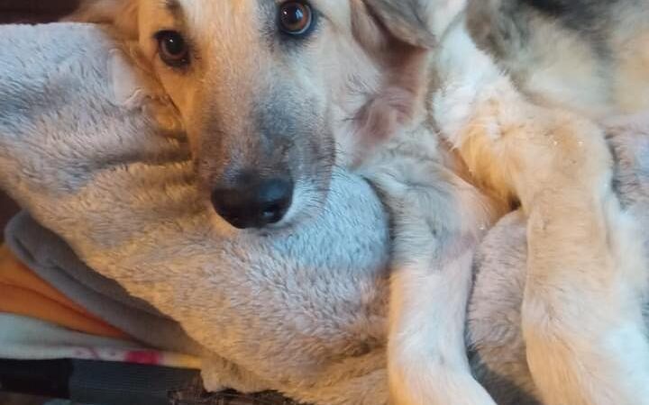 “Εφυγε” η Ράνια-Το σκυλί που βρέθηκε δεμένο και φιμωμένο στα νεκροταφεία της Περαίας
