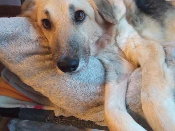 “Εφυγε” η Ράνια-Το σκυλί που βρέθηκε δεμένο και φιμωμένο στα νεκροταφεία της Περαίας