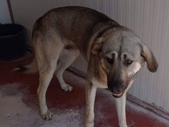 Επανομή: 72χρονος πέθανε από ανακοπή καρδιάς και άφησε τον σκύλο του στο χάος (ΒΙΝΤΕΟ)