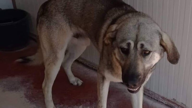 Επανομή: 72χρονος πέθανε από ανακοπή καρδιάς και άφησε τον σκύλο του στο χάος (ΒΙΝΤΕΟ)