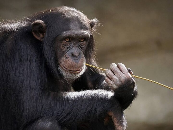 Θανατώθηκε χιμπατζής στο Αττικό Ζωολογικό Πάρκο