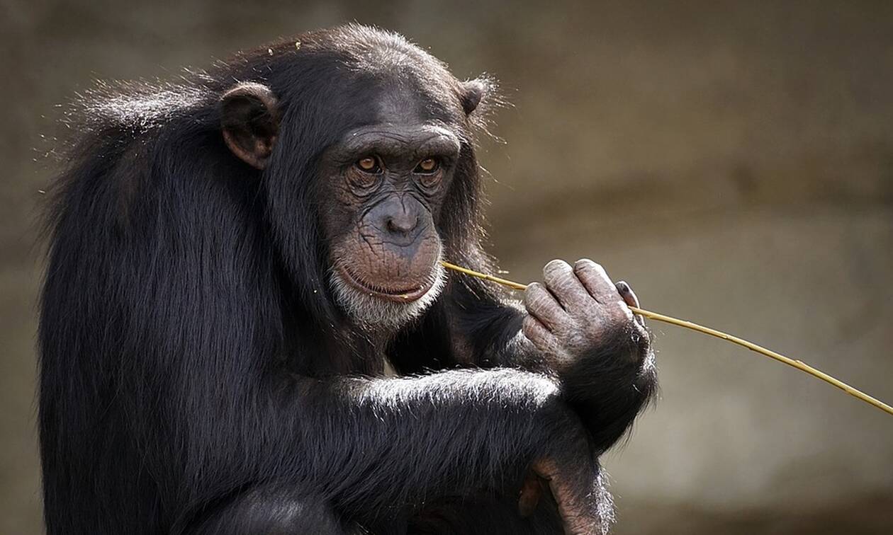 Θανατώθηκε χιμπατζής στο Αττικό Ζωολογικό Πάρκο