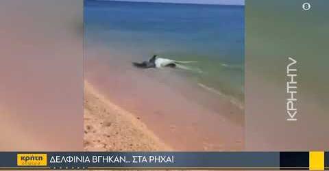 Θέμα και στην Κρήτη τα δελφίνια που βγήκαν στα ρηχά της Επανομής! (ΒΙΝΤΕΟ)