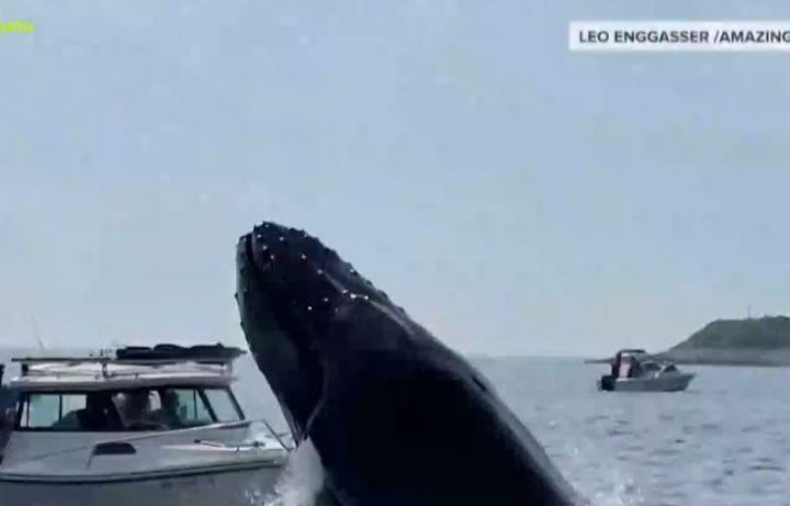 Περίεργα ανά τον κόσμο: Τεράστια φάλαινα χτυπάει μικρό σκάφος-Παιδάκι προσγειώνεται στην αγκαλιά περαστικού (ΒΙΝΤΕΟ)