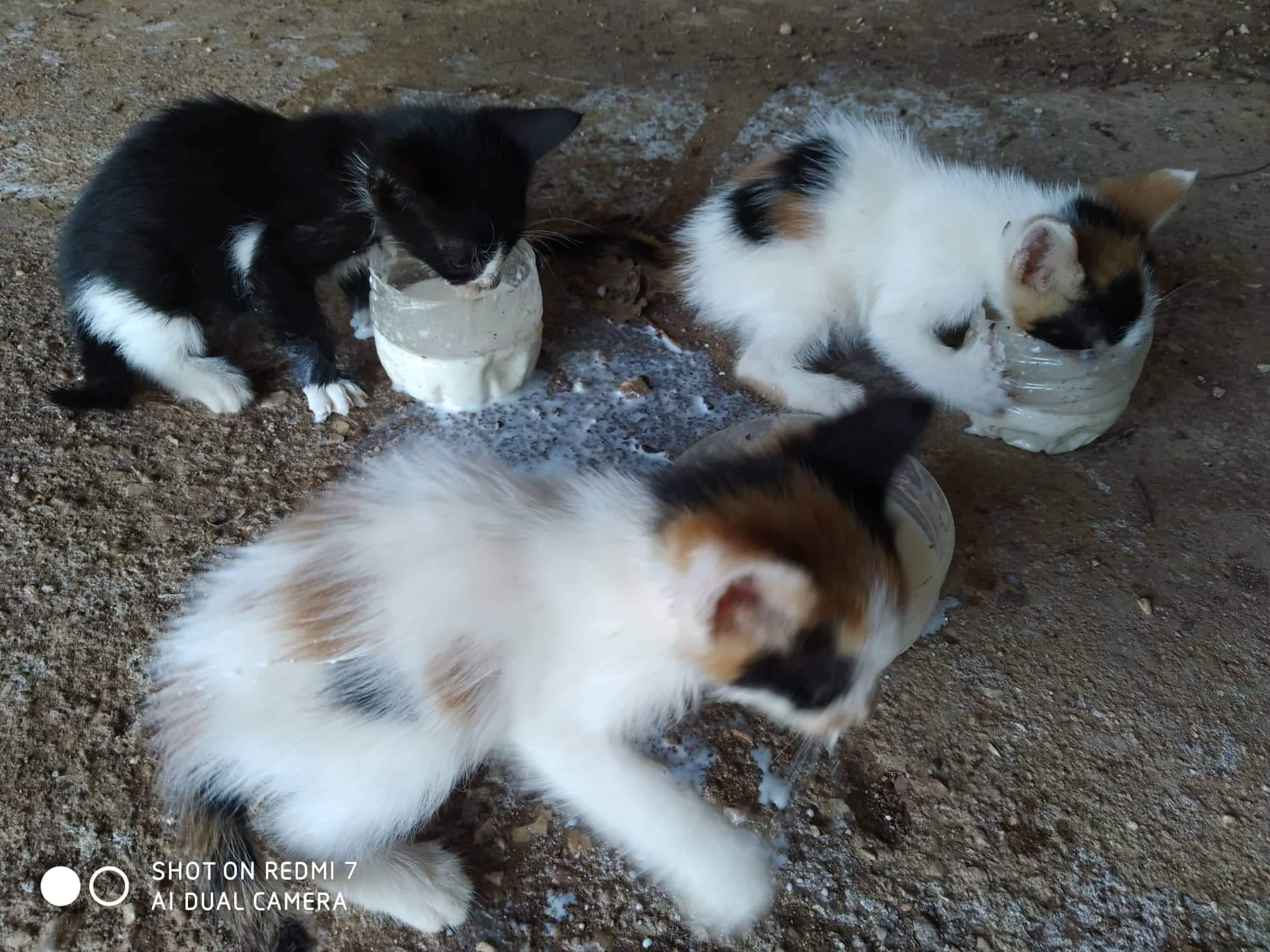 ΣΥΠΠΑΖΑΘ: Χαρίζονται…