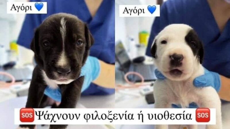 6 κουκλιά ψάχνουν σπίτι…