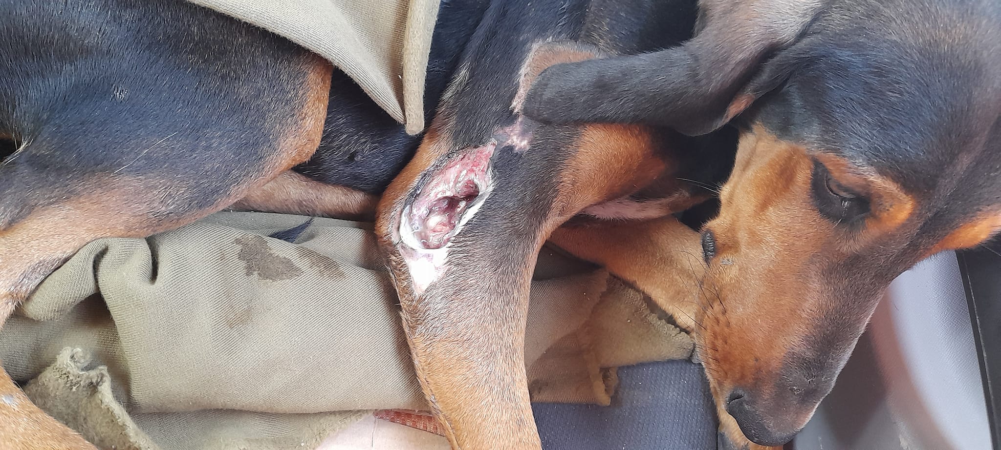 Καταλυτική παρέμβαση Ζαβέρκου σε τραυματισμένο κυνηγόσκυλο