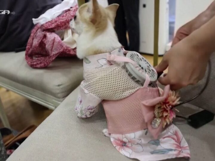 Ιαπωνία: Ρούχα με… ανεμιστήρα για σκύλους για βόλτες στη ζέστη (ΒΙΝΤΕΟ)