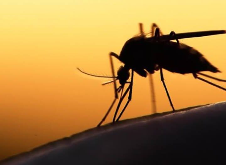 ΠΡΟΣΟΧΗ: Ψεκασμοί για τα κουνούπια απόψε μετά τις 11 το βράδυ στη Μηχανιώνα