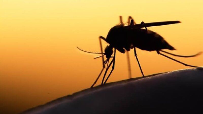 ΠΡΟΣΟΧΗ: Ψεκασμοί για τα κουνούπια απόψε μετά τις 11 το βράδυ στη Μηχανιώνα