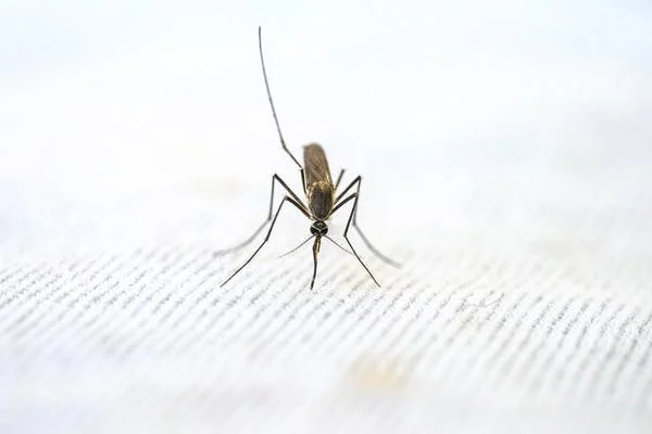 ΕΠΑΝΟΜΗ-ΠΡΟΣΟΧΗ: Ψεκασμοί απόψε για τα κουνούπια στις 11 το βράδυ