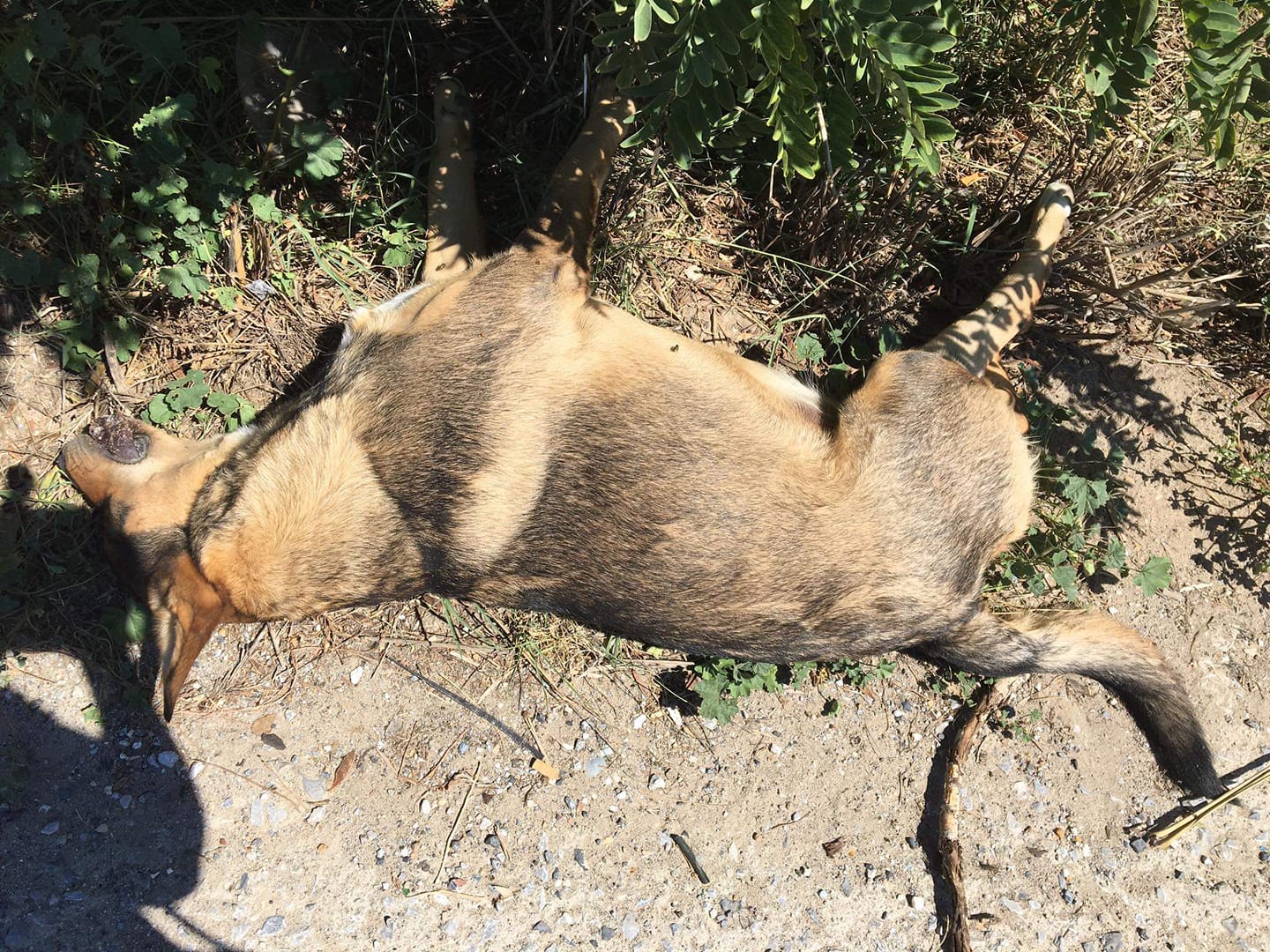 Μηχανιώνα: Ασυνείδητος οδηγός σκότωσε σκύλο, τον παράτησε κι έφυγε…