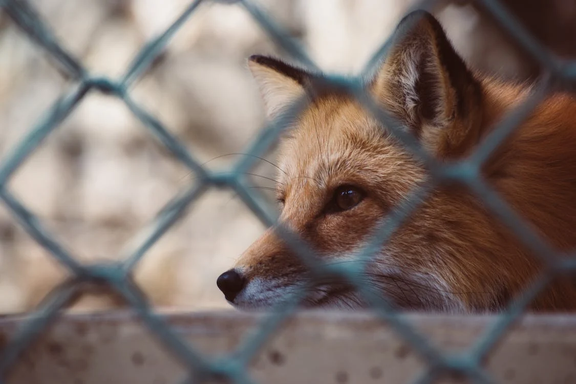 Αρχίζει στην Κεντρική Μακεδονία ο από αέρος εμβολιασμός με δολώματα κατά της λύσσας των κόκκινων αλεπούδων