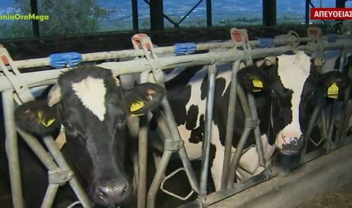 Απλησίαστη η τιμή του κρέατος – Οι κτηνοτρόφοι προειδοποιούν για έλλειψη γαλακτοκομικών (BINTEO)