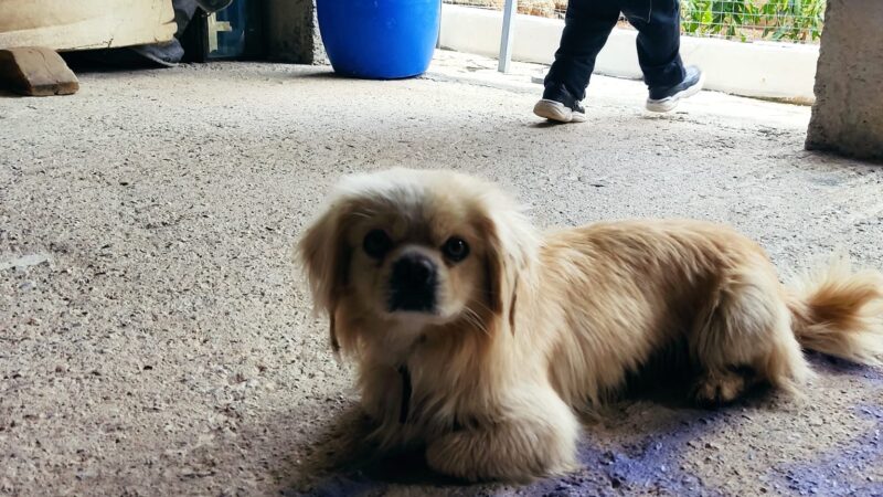 Το ψάχνει κανείς στη Μηχανιώνα;