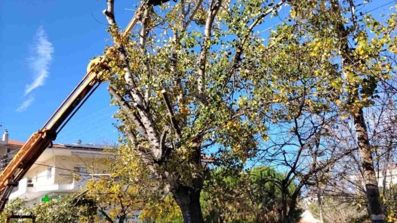 Περαία: Κλάδεμα δέντρων στην Ανθέων (ΦΩΤΟΡΕΠΟΡΤΑΖ+2 ΒΙΝΤΕΟ)