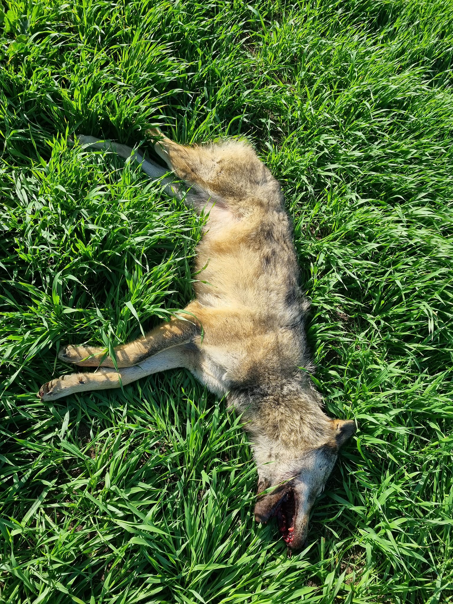 Το είδαμε και στην Επανομή: Λύκοι – υβρίδια κατεβαίνουν σε κατοικημένες περιοχές…(ΒΙΝΤΕΟ)