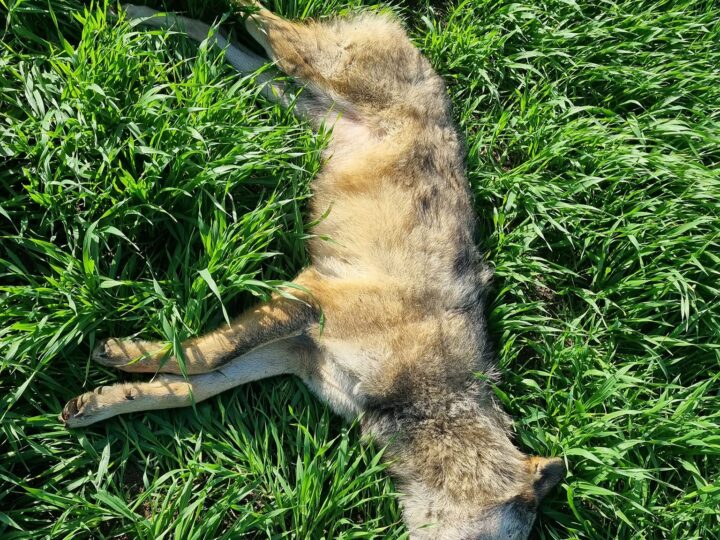Εμφανίστηκε λύκος στην Επανομή-Νεκρός μετά από τροχαίο