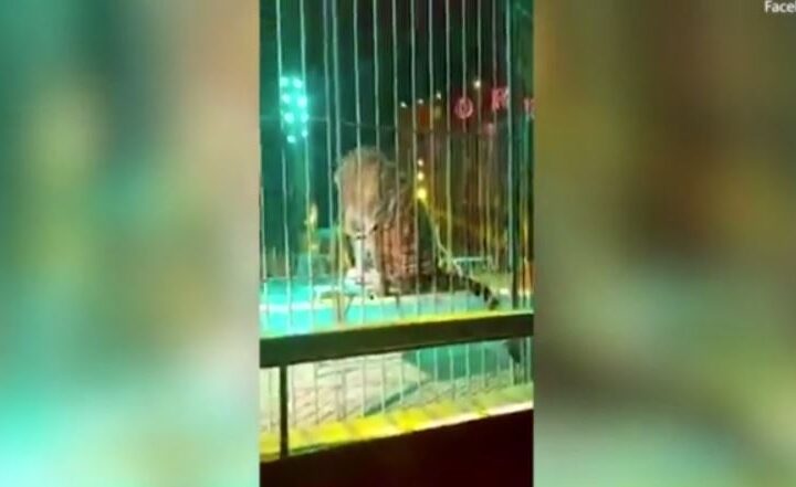 ΕΙΚΟΝΕΣ-ΣΟΚ: Τίγρης επιτέθηκε σε θηριοδαμαστή σε τσίρκο (ΒΙΝΤΕΟ)