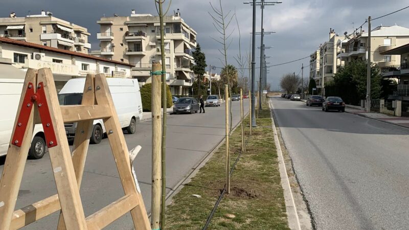 Περισσότερα  από 2000 δέντρα φυτεύονται  σε όλο τον Δήμο Θερμαϊκού!