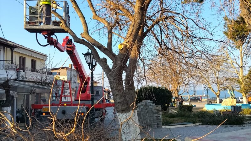 Συνεχίζονται τα κλαδέματα στη Μηχανιώνα (ΦΩΤΟΡΕΠΟΡΤΑΖ+ΒΙΝΤΕΟ)