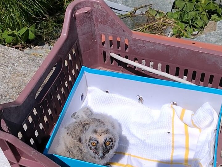 Διασώθηκαν δύο άγρια πουλιά από την Πολιτική Προστασία του Δήμου μας (2 ΒΙΝΤΕΟ)